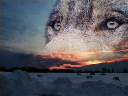 l'esprit du loup!